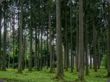 Mit einheimischen Rohstoffen aus unseren Wältern